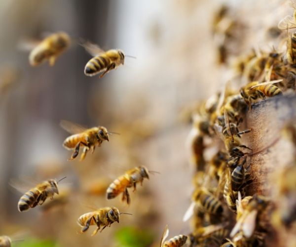 About bees removal